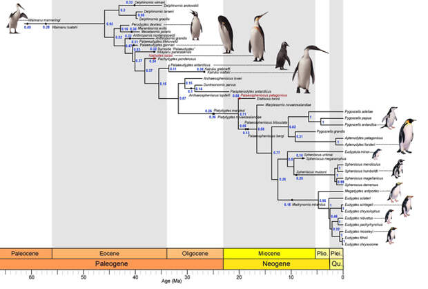 Филогенетическое древо пингвиновых