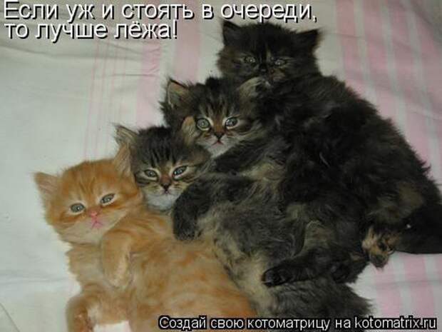 Лучшие котоматрицы недели Лучшие котоматрицы недели