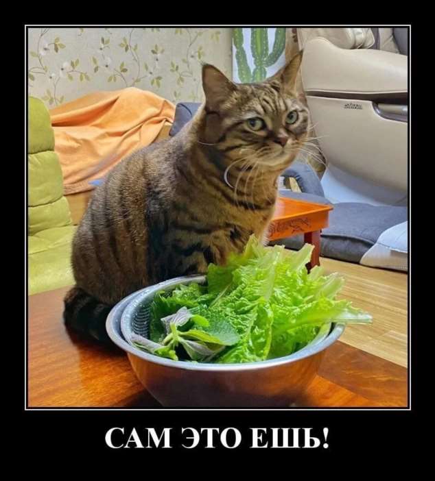 Прикольные демотиваторы с надписями. Подборка chert-poberi-dem-chert-poberi-dem-36041212082020-10 картинка chert-poberi-dem-36041212082020-10