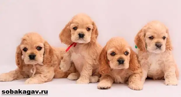 Английский кокер спаниель собака. Описание, уход и цена английского кокер спаниеля