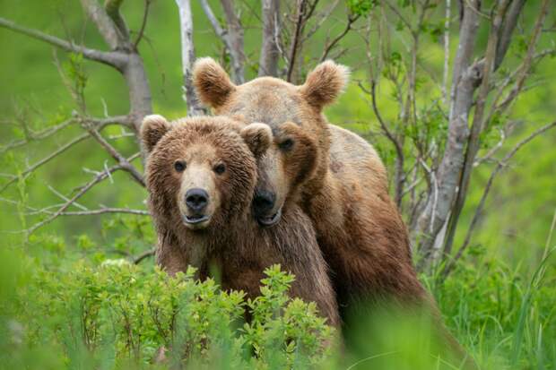 Дмитрий Кох / nat-geo.ru