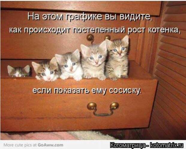 Свежая котоматрица на Бугаге (27 фото)