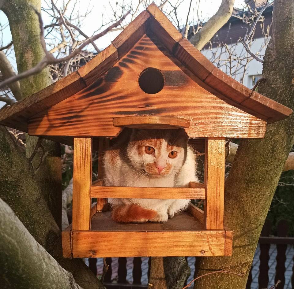14 фото, которые показывают, что питомцы могут быть как очаровашками, так и настоящими проказниками