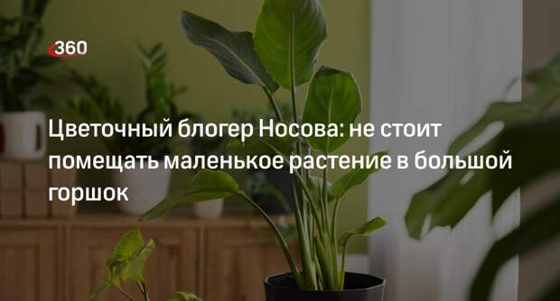 Цветочный блогер Носова: не стоит помещать маленькое растение в большой горшок