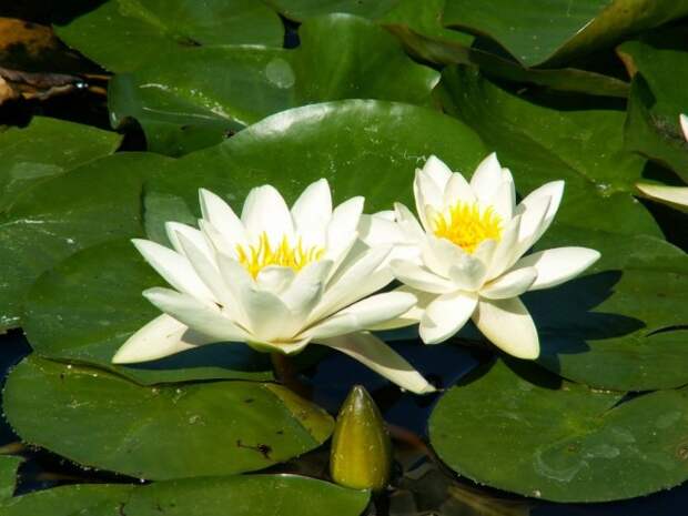 Кувшинка белая (Nymphaea alba)