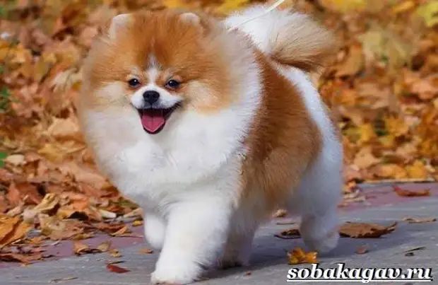 Померанский шпиц собака. Описание, особенности, уход и цена померанского шпица