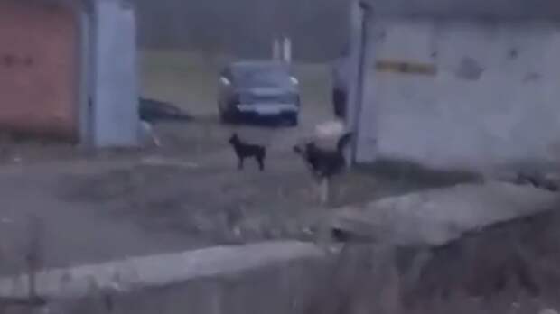 Жители Кабардино-Балкарии снова пожаловались на агрессивных бродячих собак