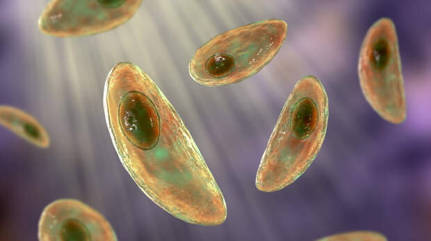 Учёные раскрыли секрет защиты от токсоплазмы