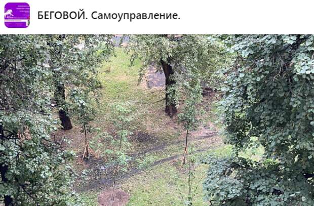 Газоны на Беговой аллее восстановят до 20 августа — управа