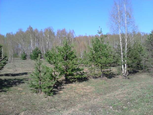 Сарайчик за "пятнашку" килоруб wood, своими руками, сделай сам, хэндмэйд