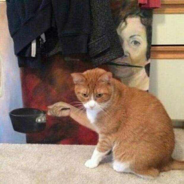 Забавный котопост)