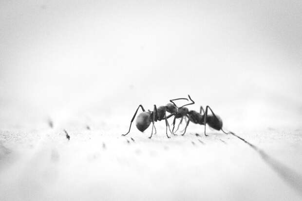Борьба с муравьями и тлей: эффективное решение для садоводов