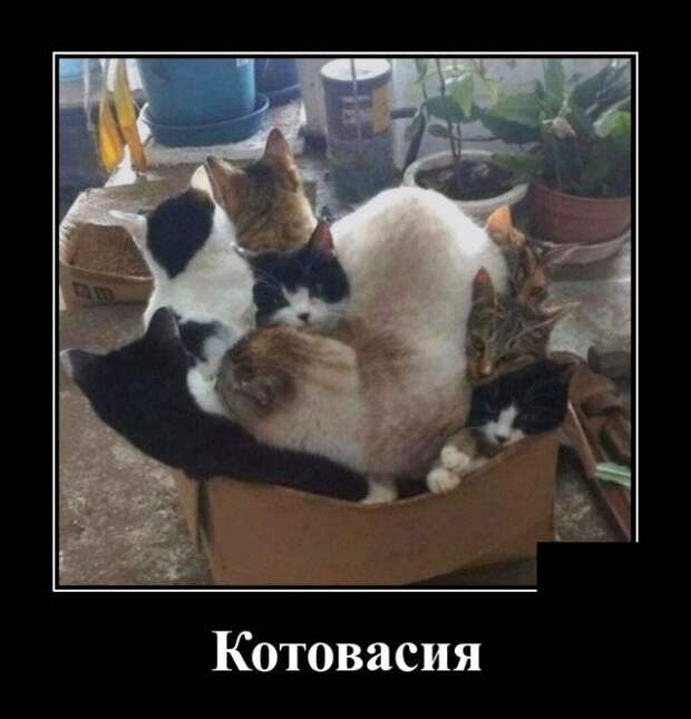 Демотиватор про котов