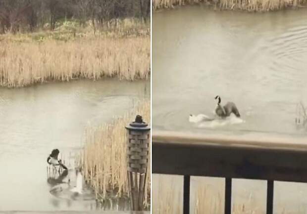 Не трогай моих детей! Гусыня утопила атаковавшую её птенцов чайку Не трогай моих детей! Гусыня утопила атаковавшую её птенцов чайку в мире, видео, животные, канадский гусь, мать, птенцы, птицы, чайка