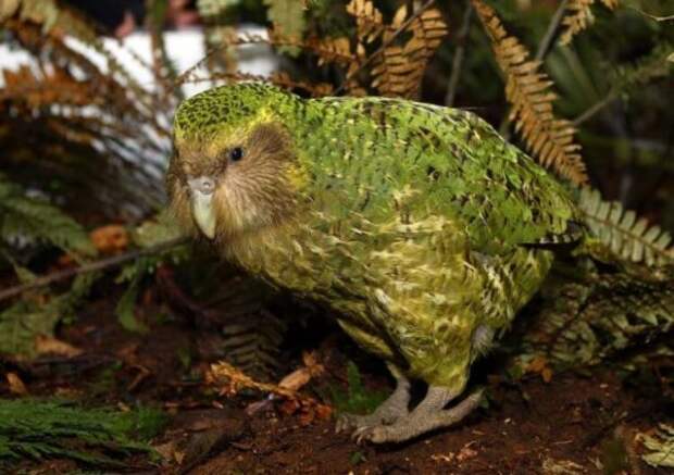 Вымирающий попугай Какапо и птица Киви, что вы знаете о них?