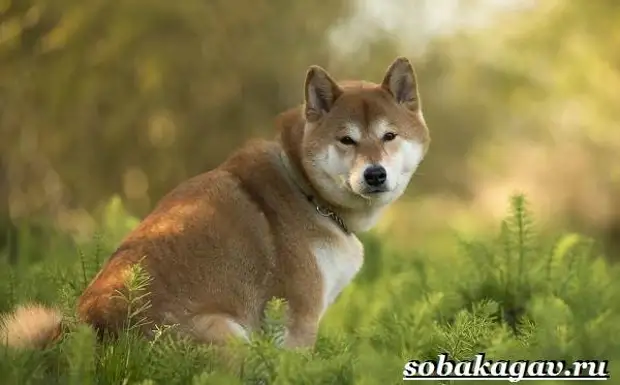 Акита ину собака. Описание, особенности, уход и цена акита ину