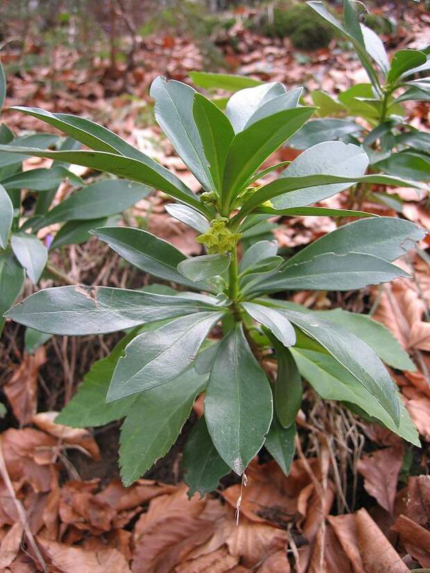 Daphne_laureola
