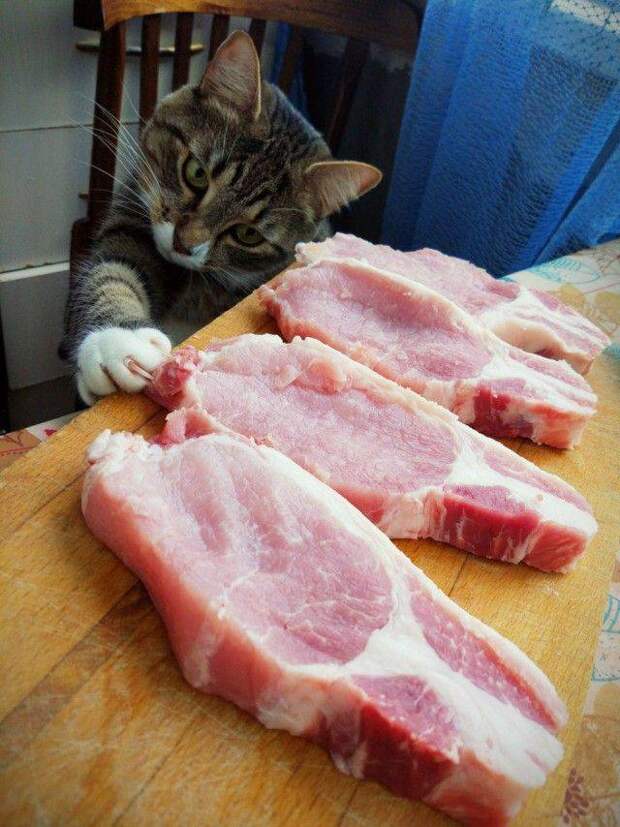 Кот и стейки
