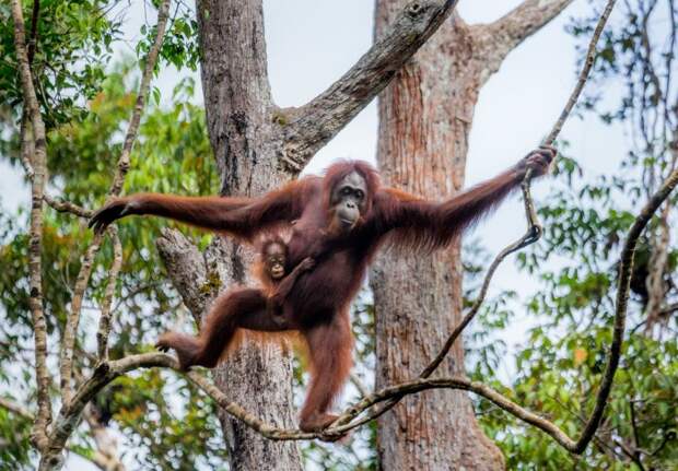 Борнеанский орангутанг. \ Фото: zoo-ekzo.ru.