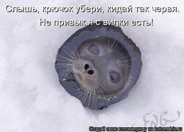 Лучшие котоматрицы недели