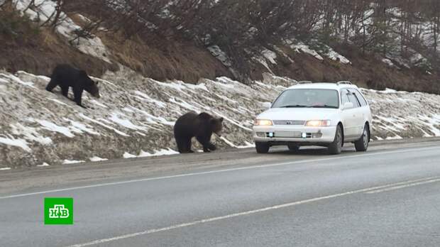 Кормление голодных медведей стало популярным развлечением среди жителей Магадана