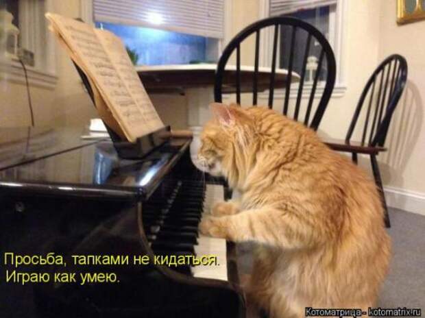 Котоматрицы(картинки с надписями)