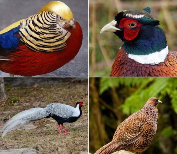 Породы фазанов: описание с названиями, характеристики и фото