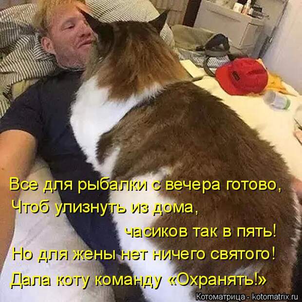 Лучшие котоматрицы недели (50 фото)