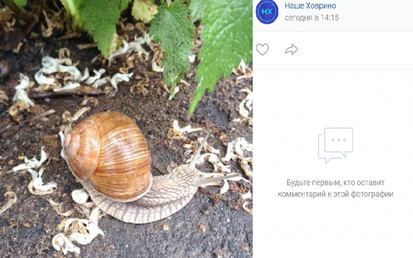 Фото дня: склизкие обитатели Химкинского лесопарка