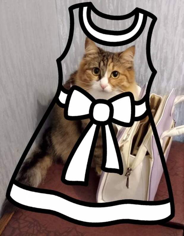 кошка.jpg кошка.jpg