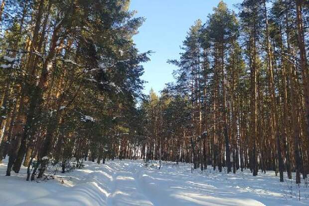 Весенний сезон охоты на пернатую дичь в Тамбовской области стартует с 27 марта