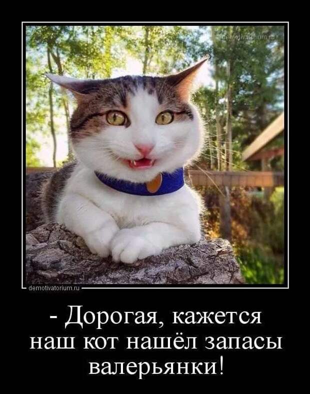 Прикольные демотиваторы с надписями. Подборка chert-poberi-dem-chert-poberi-dem-33520217102020-2 картинка chert-poberi-dem-33520217102020-2