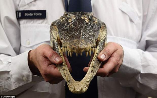 Разнообразие конфискованной контрабанды в аэропорту Лондона аэропорт, контрабанда, конфискация, Лондон, таможня