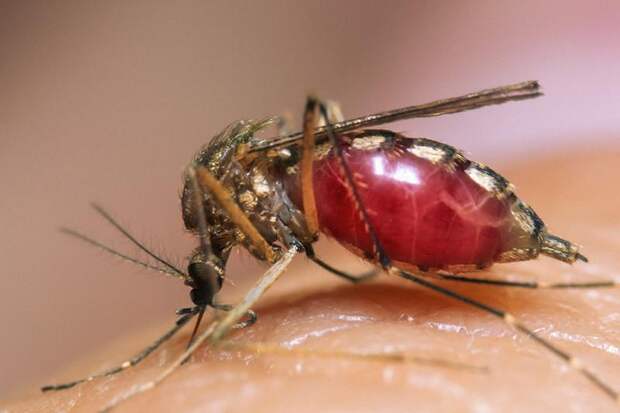 Знаете, почему комары кусают вас больше, чем других?