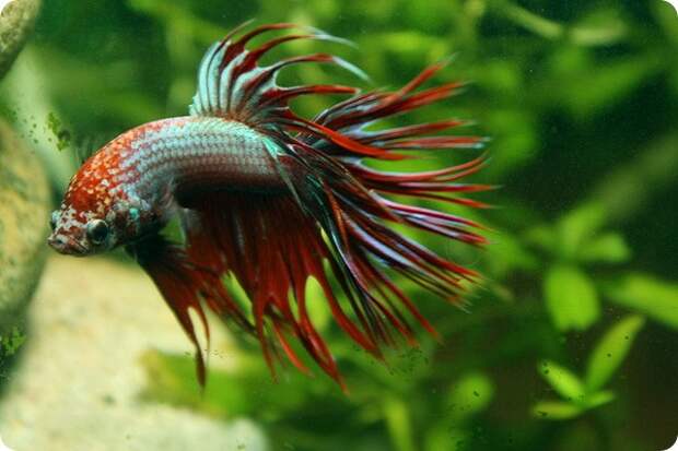 Плакатные бойцовые рыбки (лат. Betta splendens)