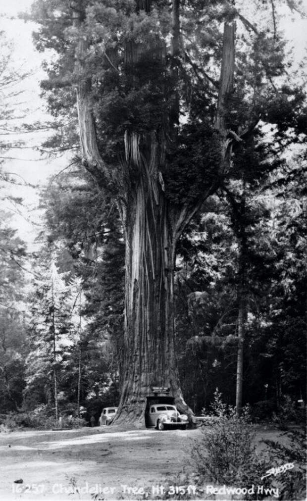1341-летнее дерево по прозвищу «Марк Твен»
