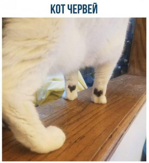 Новые прикольные фотомемы (22 шт)