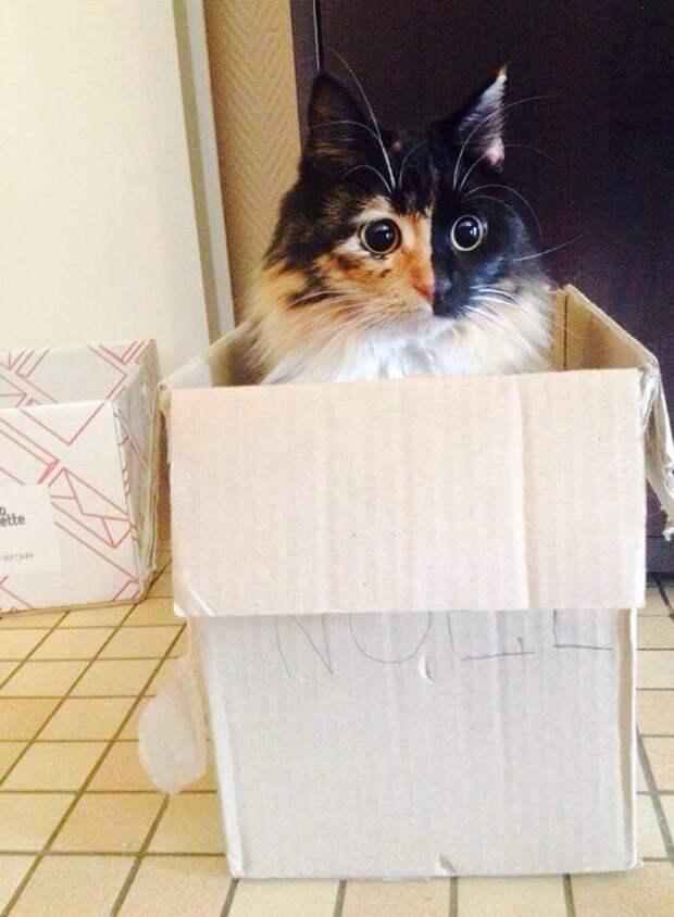 Слепая кошка с очень красивыми глазами, перед которыми не устоять! Слепая кошка с очень красивыми глазами, перед которыми не устоять!