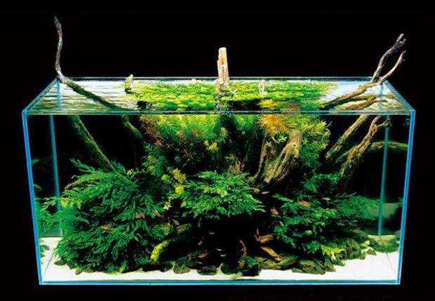Подводные сады аквариумов от Такаши Амано