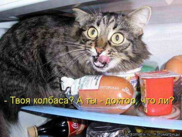 Котоматрицы(картинки с надписями)