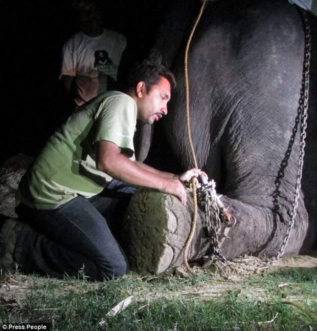 Слон заплакал после освобождения от державших его 50 лет цепей слон, индия, освобождение