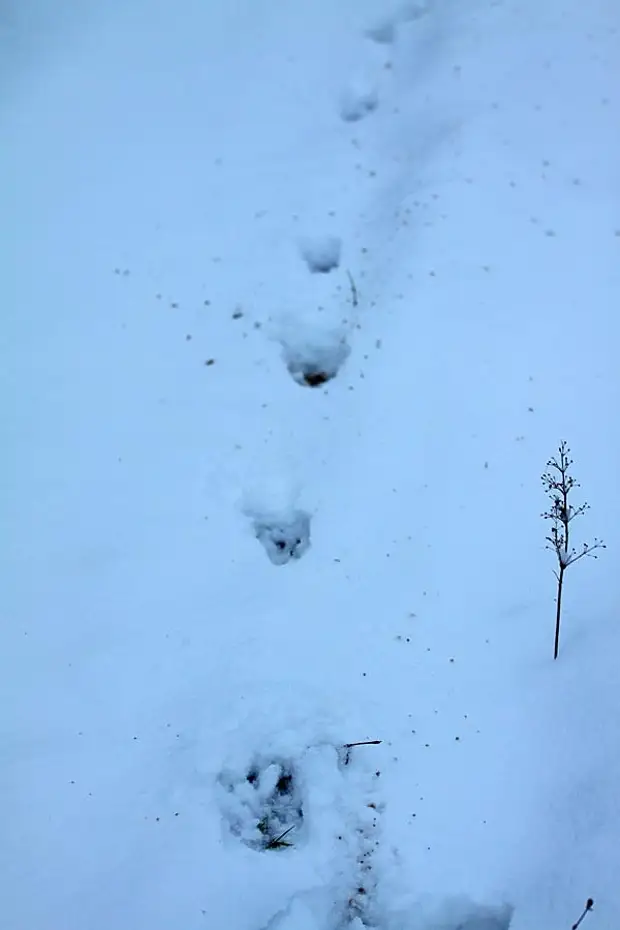 Следы Кабана На Земле В Лесу Фото