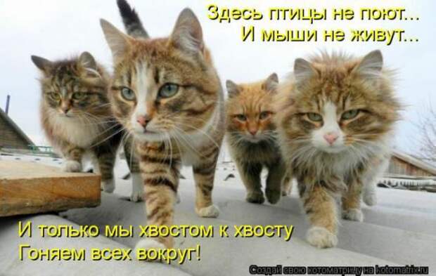 Котоматрицы(картинки с надписями)