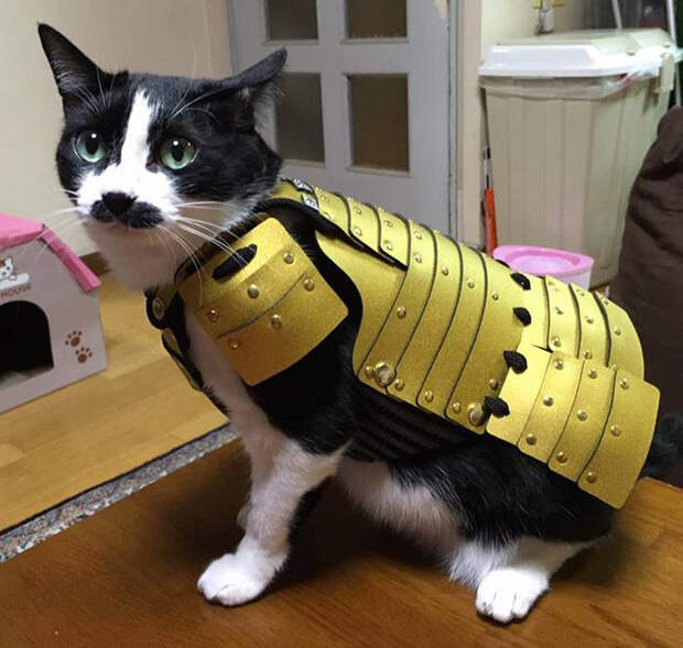 Котики, которые не обходятся без боевой брони