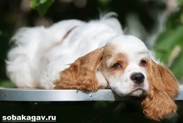 Американский кокер спаниель собака. Описание, уход и цена американского кокер спаниеля