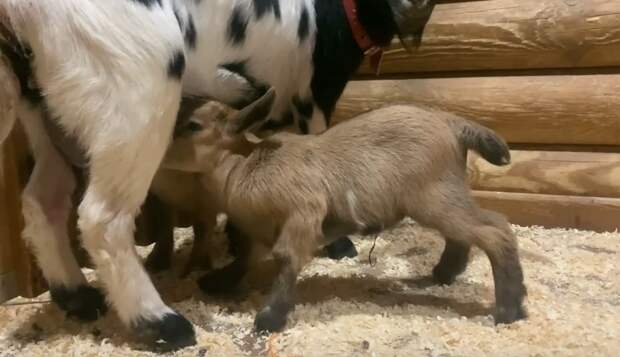 В Лензоопарке пополнение: родились пять крошечных камерунских козлят