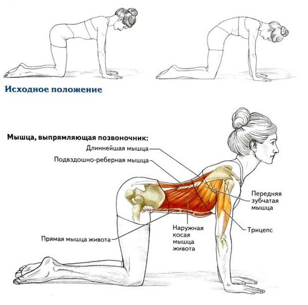 8 упражнений для укрепления спины. Омолаживающие упражнения.