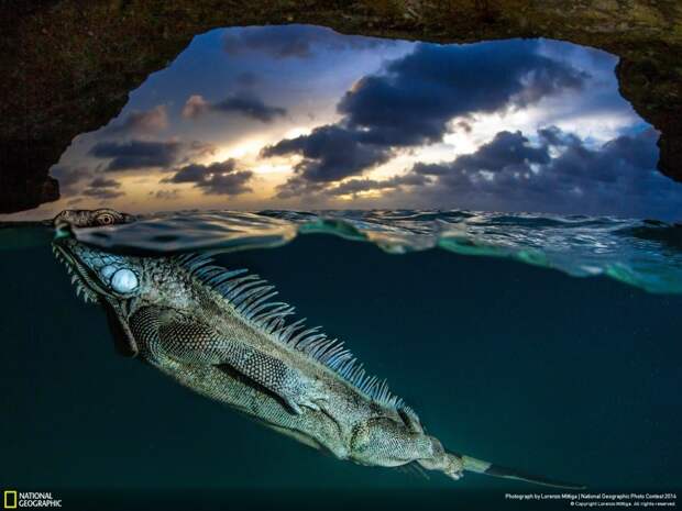 Лучшие фотографии National Geographic 2014 лучшие, природа, фото