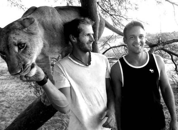 Лицом к лицу со львами в Ботсване Лицом к лицу со львами в Ботсване