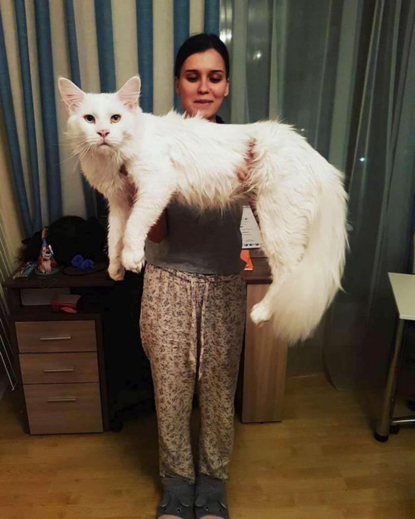 Гигантский мейн-кун из Москвы покорил сердца кошатников со всего мира (фото)